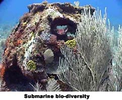 Submarine biodiversity